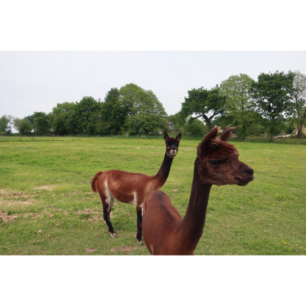 • Roussin-Alpaga • DK – Image 2