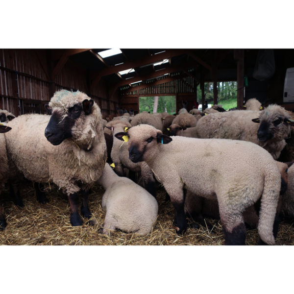 • Hampshire • WORSTED – Image 3