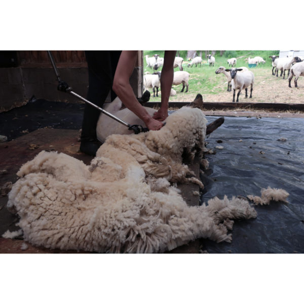 • Hampshire • WORSTED – Image 6