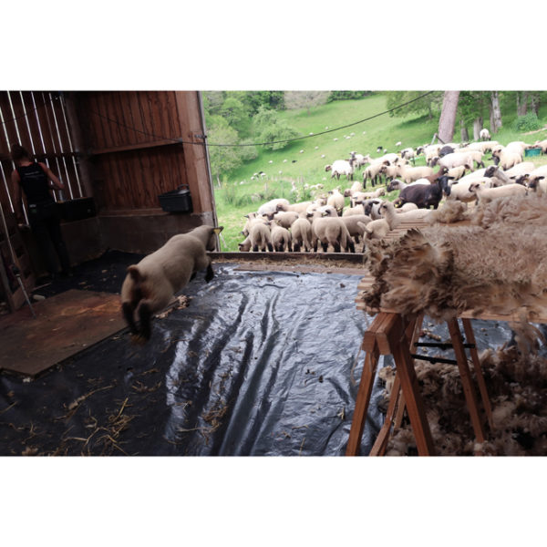 • Hampshire • WORSTED – Image 7