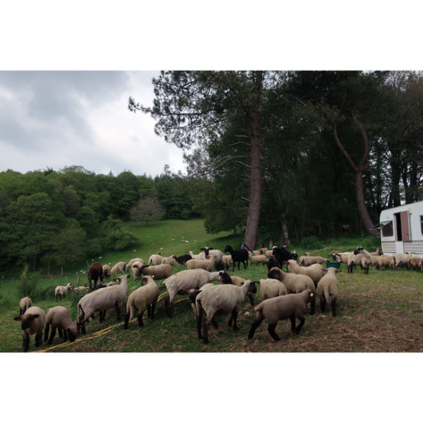 • Hampshire • WORSTED – Image 2