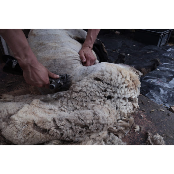 • Hampshire • WORSTED – Image 5