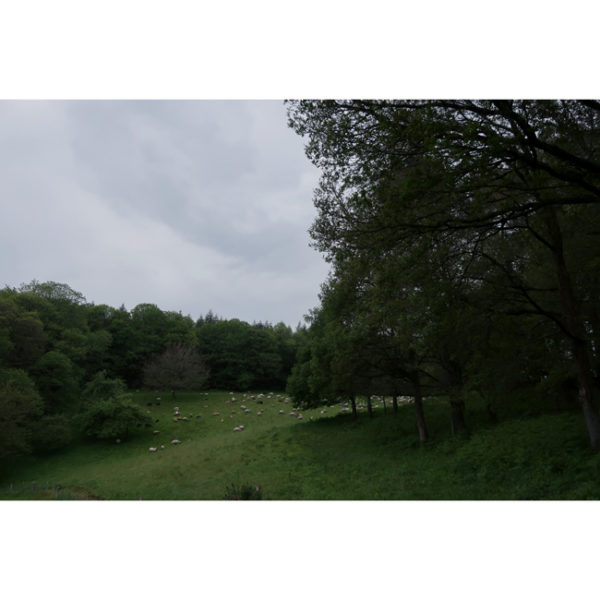 • Hampshire • WORSTED – Image 4