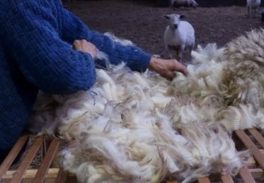 TONTE laine naturelle à teindre monts d'arrée finistère bretagne 7 bouclelaine